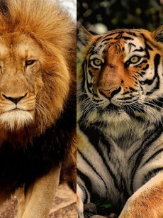 Tiger vs Lion: Who Would Win in a Real Fight?