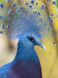 7 Stunning Birds That Look Like They’re Painted by an Artist