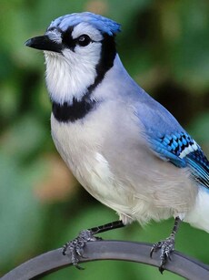 8 Most Colourful Birds That Look Just Like Blue Jays