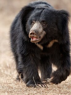 10 Best Wildlife Parks in India to Spot the Elusive Sloth Bear