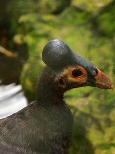 Unique Animals You Can Only Spot in the Jungles of Indonesia