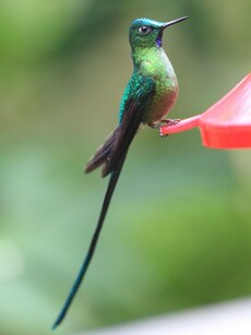 10 Longest Hummingbirds in the World