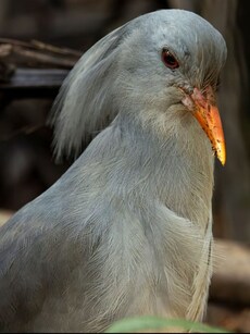 Meet the Kagu: The World’s Only Ghostly Grey Bird