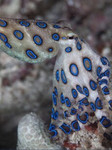 Blue-Ringed Octopus: The Beautiful but World&rsquo;s Most Deadly Cephalopod