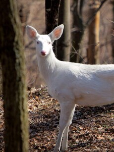 10 Rare Albino Animals You Won’t Believe Actually Exist