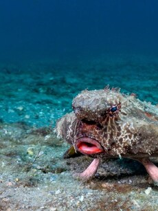 8 Weirdest Deep-Sea Creatures Ever Discovered