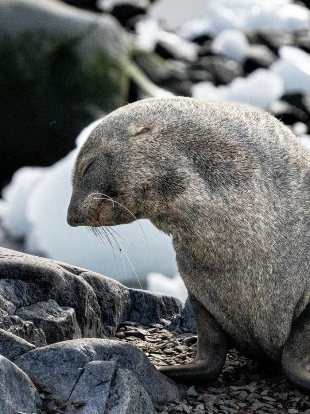 10 Cutest Baby Animals That Melt Everyone's Heart - Moneycontrol