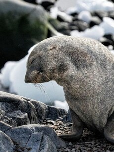 10 Cutest Baby Animals That Melt Everyone’s Heart