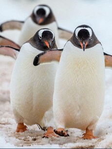 12 Incredible Animals That Travel in Groups