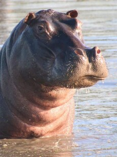 7 Heaviest Land Animals in the World