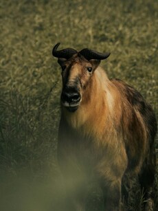 8 Places in Arunachal Pradesh to See the Mysterious Takin