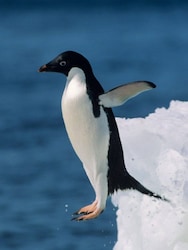 Flightless birds you didn’t know about – Penguins, Emus, Kiwis and more