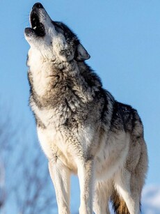 10 Rare Animals You Can Only Spot in the Himalayas