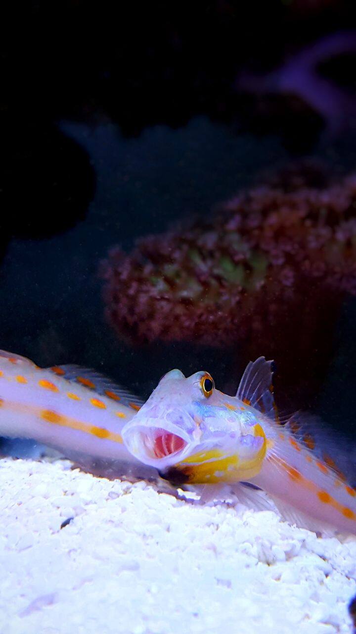 Meet these fascinating 10 Ocean Fish Mothers