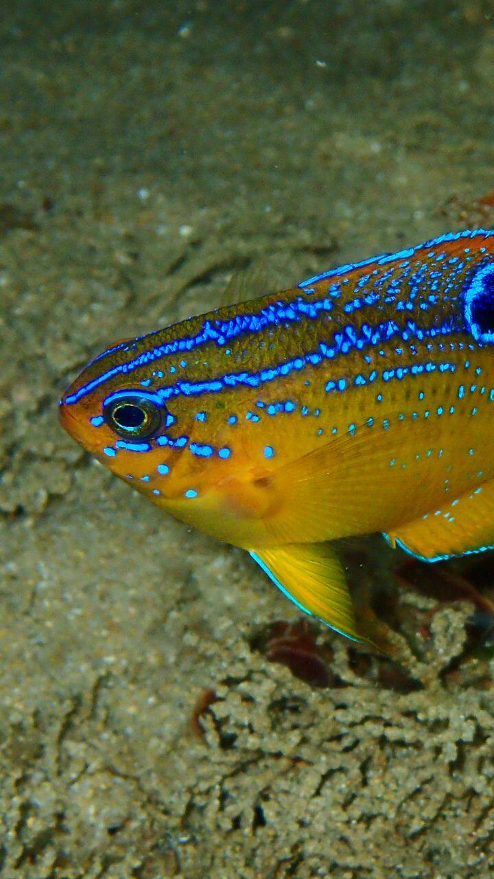 Meet these fascinating 10 Ocean Fish Mothers