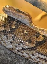 10 Animals That Play Tricks on Their Prey