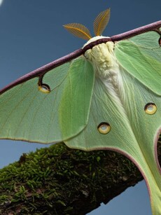 10 Largest Moths Around the World