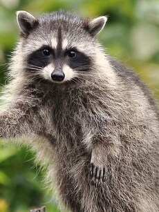 10 of the World’s Smelliest Animals