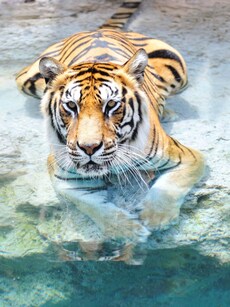 From Bengal Tiger to Saltwater Crocodile: Top 10 Rare Animals Found in Sundarbans National Park