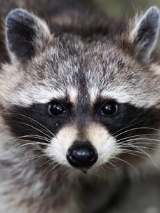 Copycats of the Wild: 9 Animals That Look Just Like Raccoons