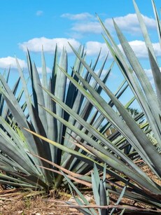 10 Flowers That Bloom Once in a Lifetime