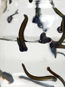 Top 10 Blood-Sucking Worms of the Water World