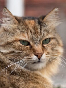 8 Siberian Cats That Shine in Every Shade