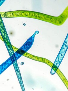 10 Ancient Lifeforms Still Thriving on Earth Today