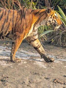 8 UNESCO World Heritage National Parks in India You Must Visit