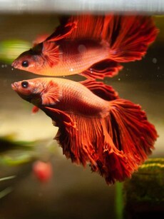 9 Most Beautiful Red Fish in the World