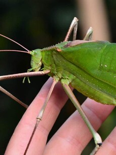 Meet Camouflage Master Katydid: A Living Leaf in the Insect World