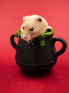 10 Most Popular Pets in the World