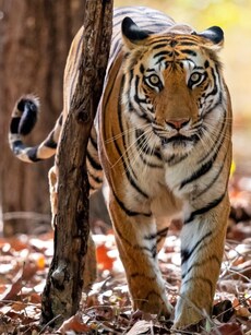 8 Hidden Tiger Reserves in India You Must Explore