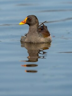 10 Wildlife Parks to Watch Migratory Birds This November