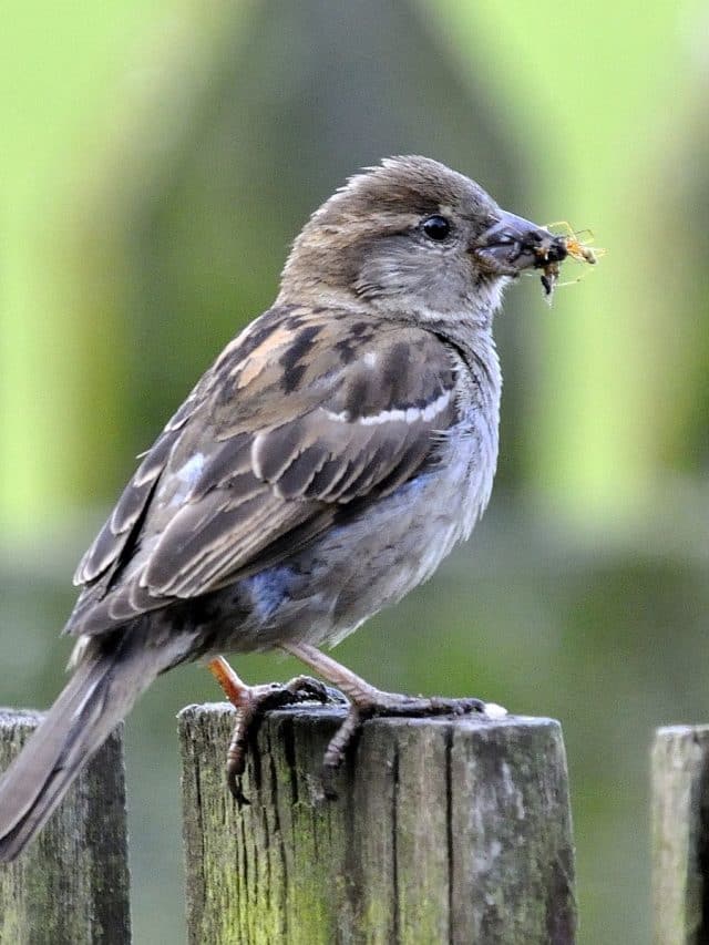 Top Insect-Eating Birds in India