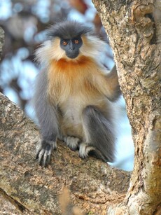 9 UNESCO Sites With the Most Unique and Rare Animals