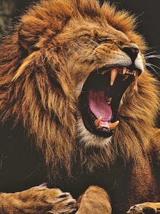 10 Places to See Lions Roaring Under the Open Sky