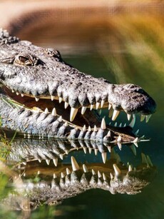 Top 10 Animals With the Most Teeth