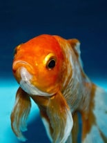 10 Smartest Fish in the World