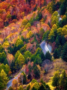10 Stunning Autumn Forests Around the World You Must Visit