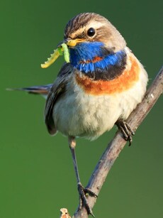 9 Animals You Can Spot During Winter in India — & Where to Find Them