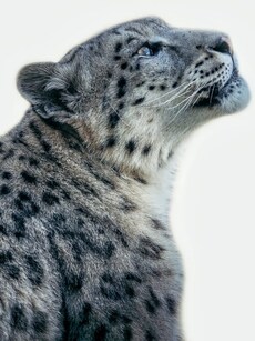 Top 7 Animals That Thrive at the Highest Altitudes on Earth