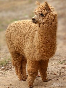 Big Eyes, Adorable Smile, Furry Ears: 10 Cutest Baby Alpaca Photos