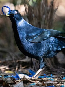 Meet the Bowerbird: Most Romantic Bird in the World