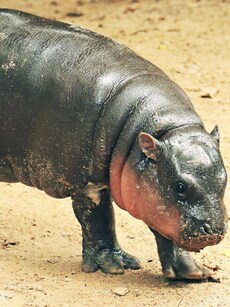 9 Fun Facts About the Pygmy Hippo