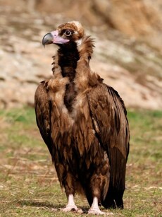 Meet Cinereous Vulture: One of Earth’s Largest Birds