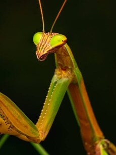 10 Most Colourful Praying Mantises in the World