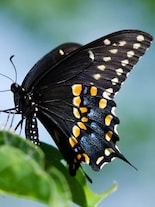 From Black Swallowtails to Batwings: 8 Darkest Butterflies in the World