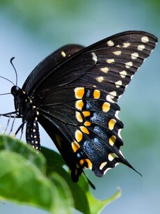 From Black Swallowtails to Batwings: 8 Darkest Butterflies in the World