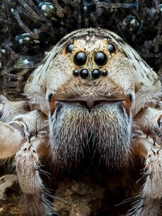 10 Largest Spiders to Find in Michigan